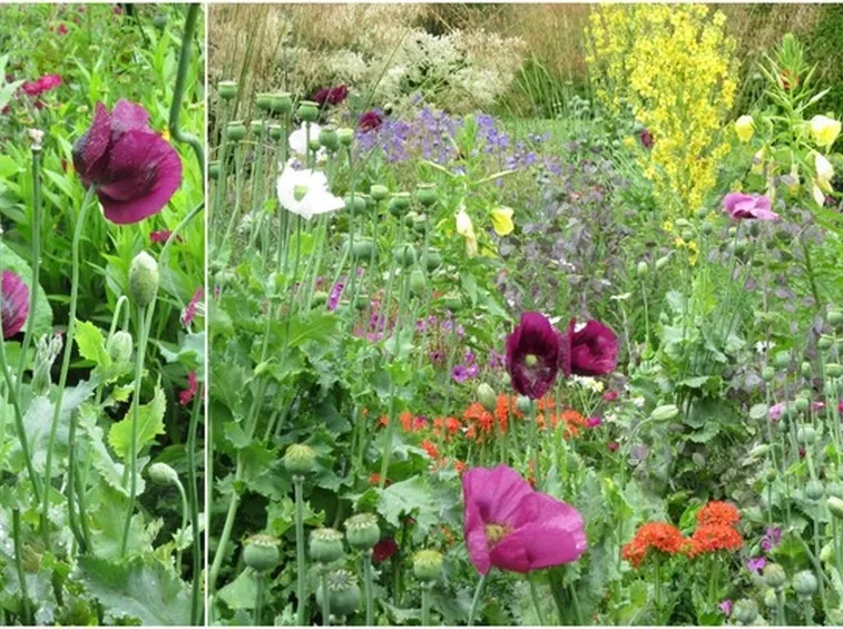 Campo con piante di oppio
