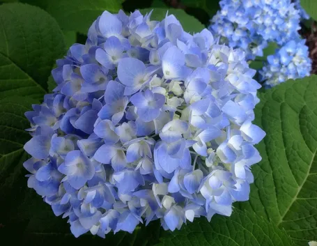 hydrangera macrophylla blue wave