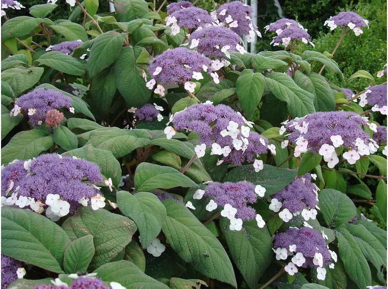 hydrangea aspera ssp sargentiana