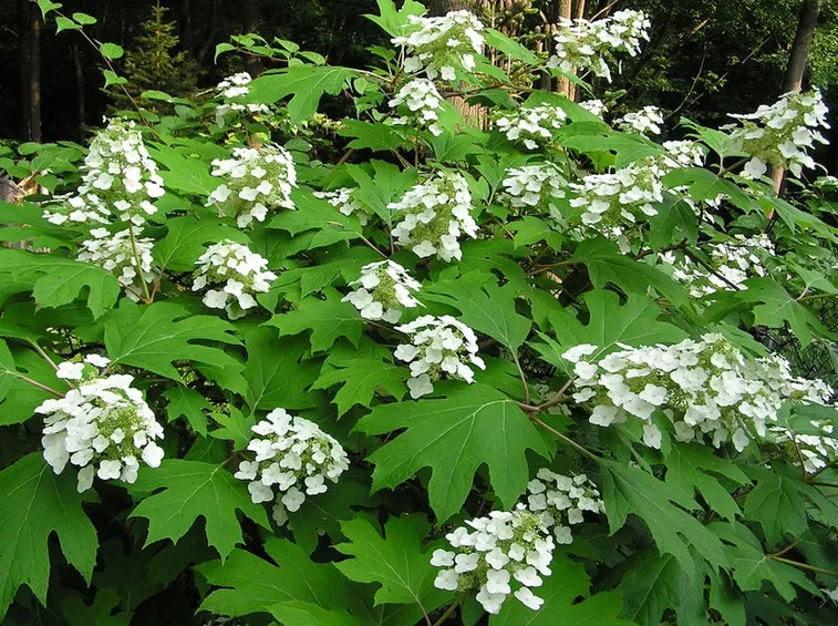 hydrangea quercifolia