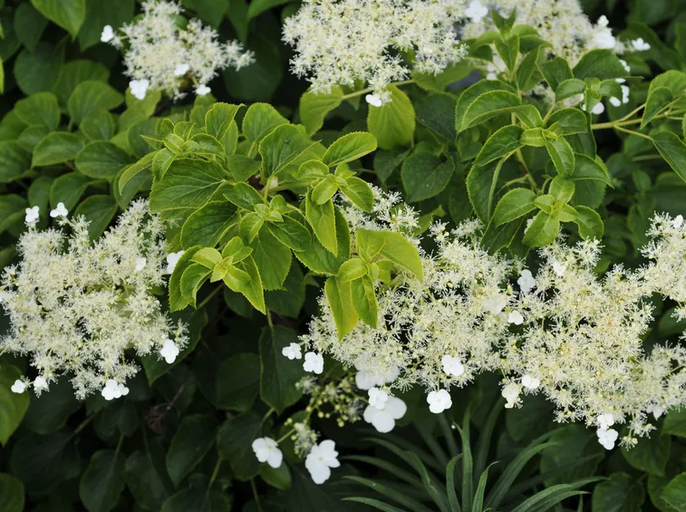 hydrangea petiolaris