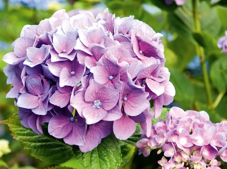 Fiori ortensia