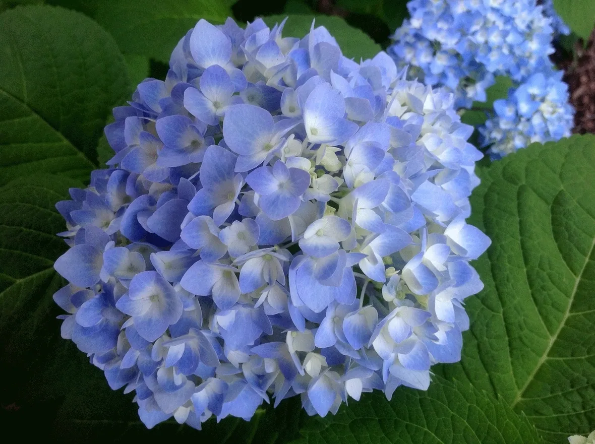 hydrangera macrophylla blue wave