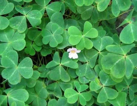 Esemplare di oxalis oregana
