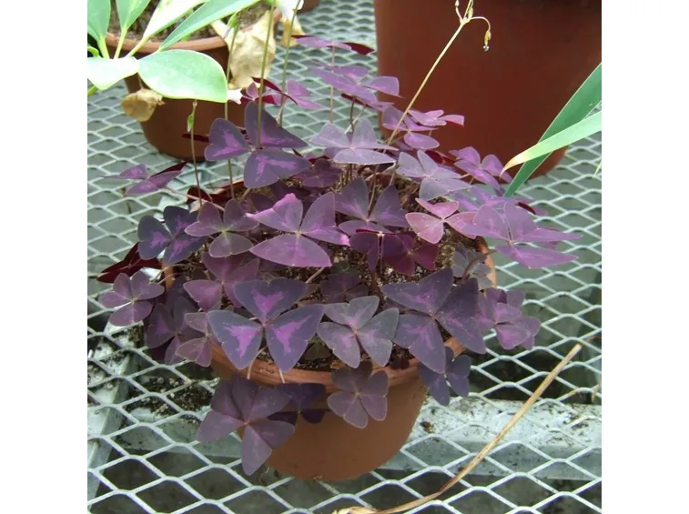 Oxalis coltivata in vaso