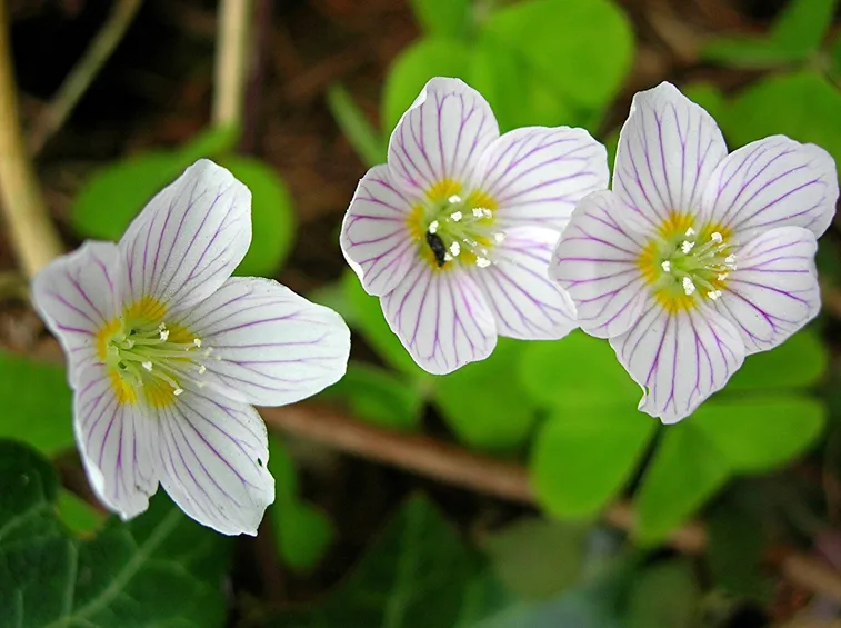 Particolare dei fiori di oxalis acetosella
