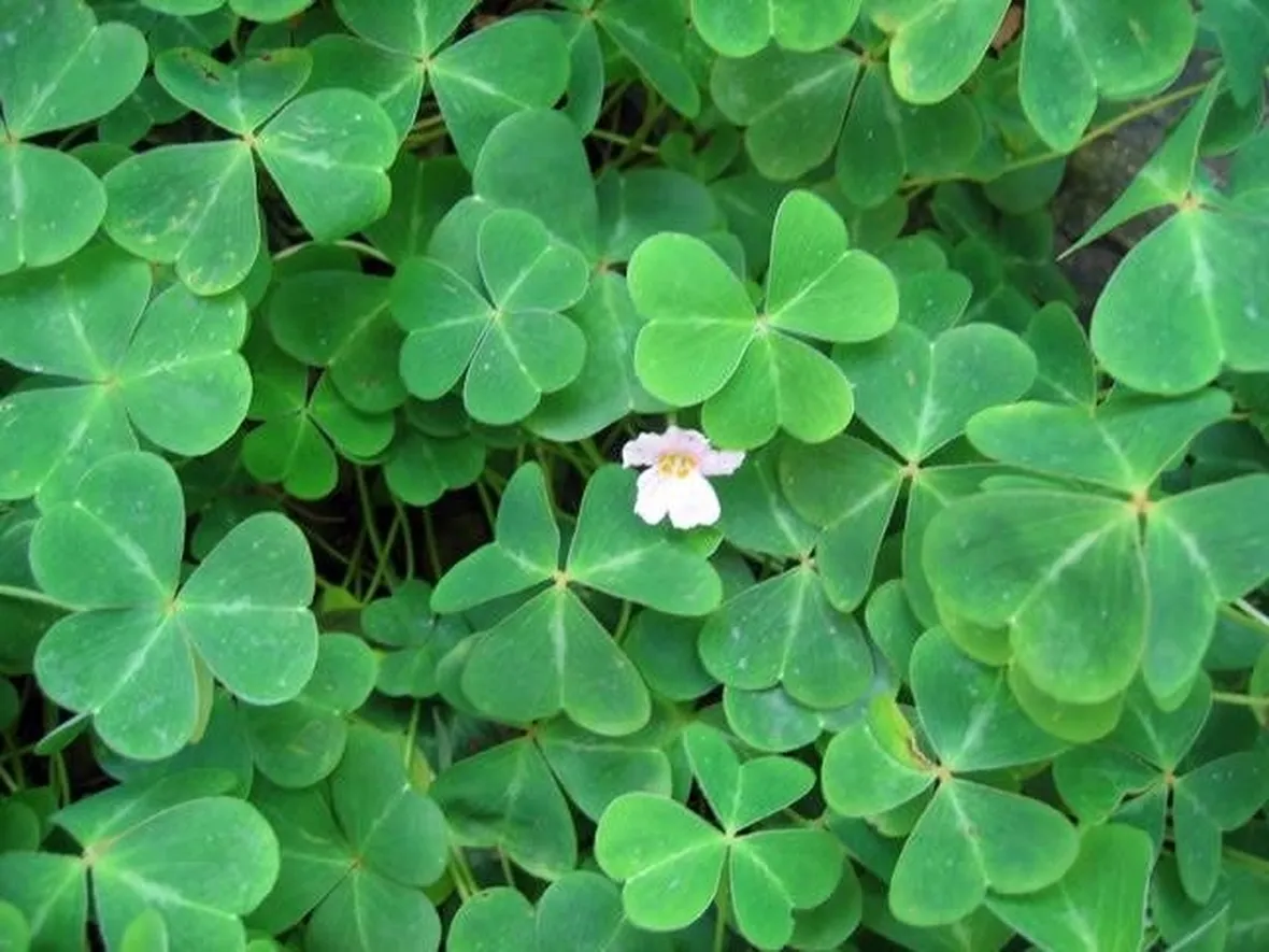 Esemplare di oxalis oregana