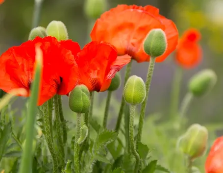 Fiori papavero oppio