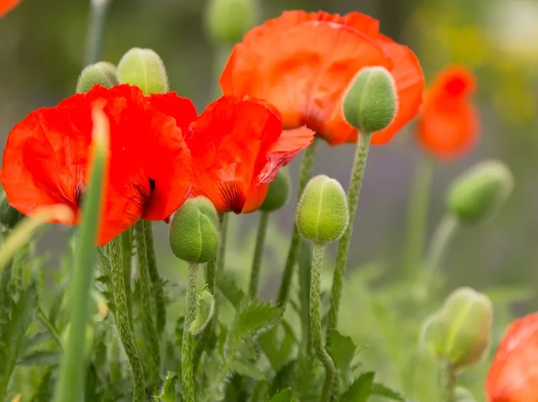 Fiori papavero oppio