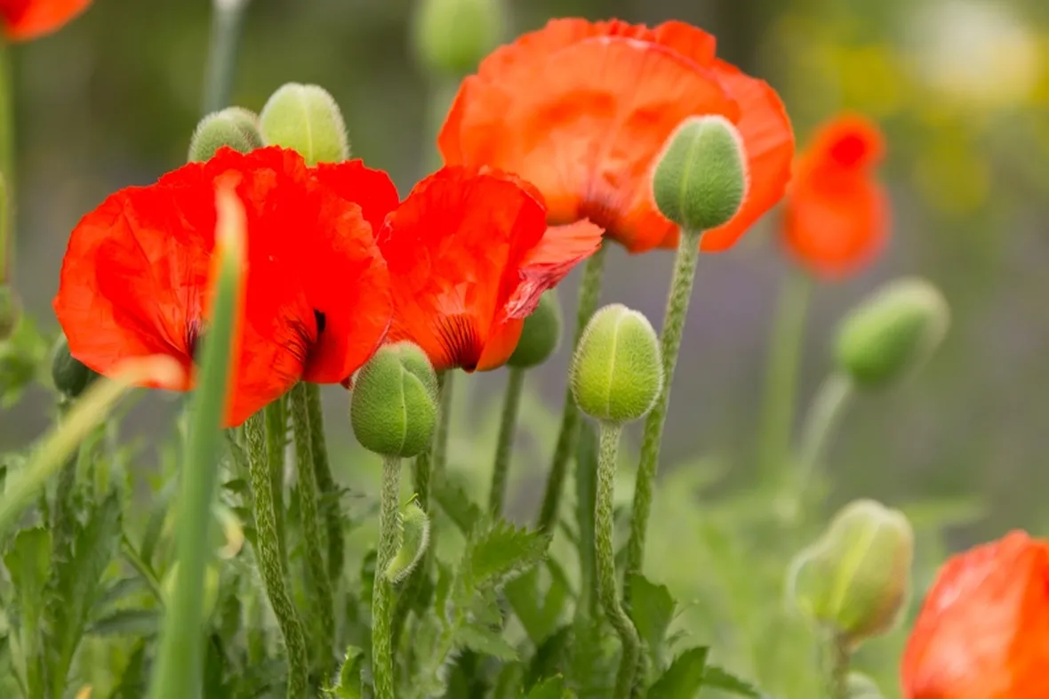 Fiori papavero oppio