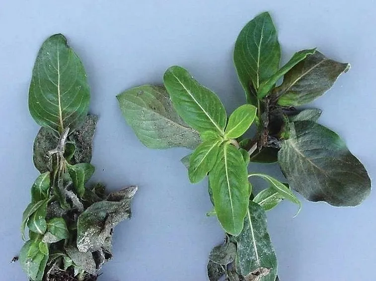 Malattia della Pervinca causata da un fungo chiamato Phytophthora parasitica.