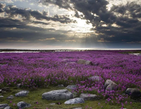 Campo di Lavanda