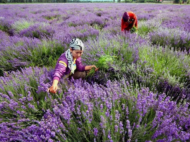 Raccolta della Lavanda