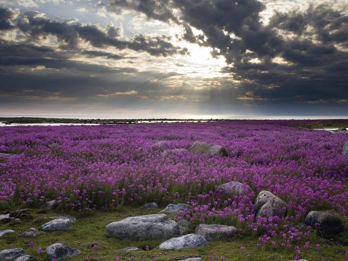 Campo di Lavanda