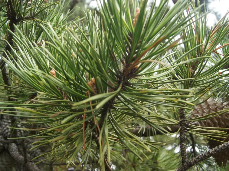 Aghi pianta perenne