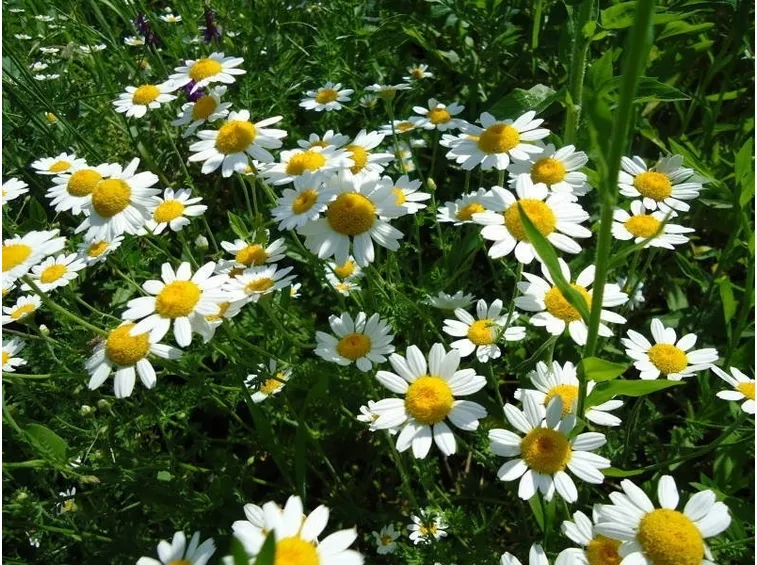 Pianta piretro fiore