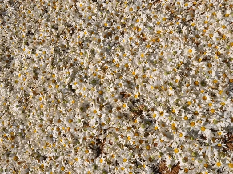 Essiccazione fiori