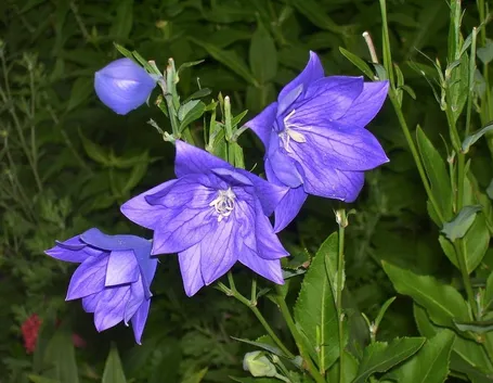Fiori platycodon