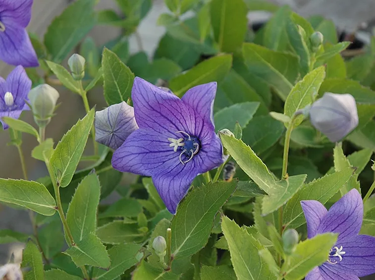 Pianta platycodon