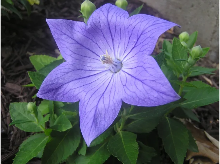 Fiore campanula grandiflora