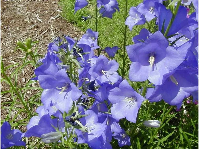 Piante campanula