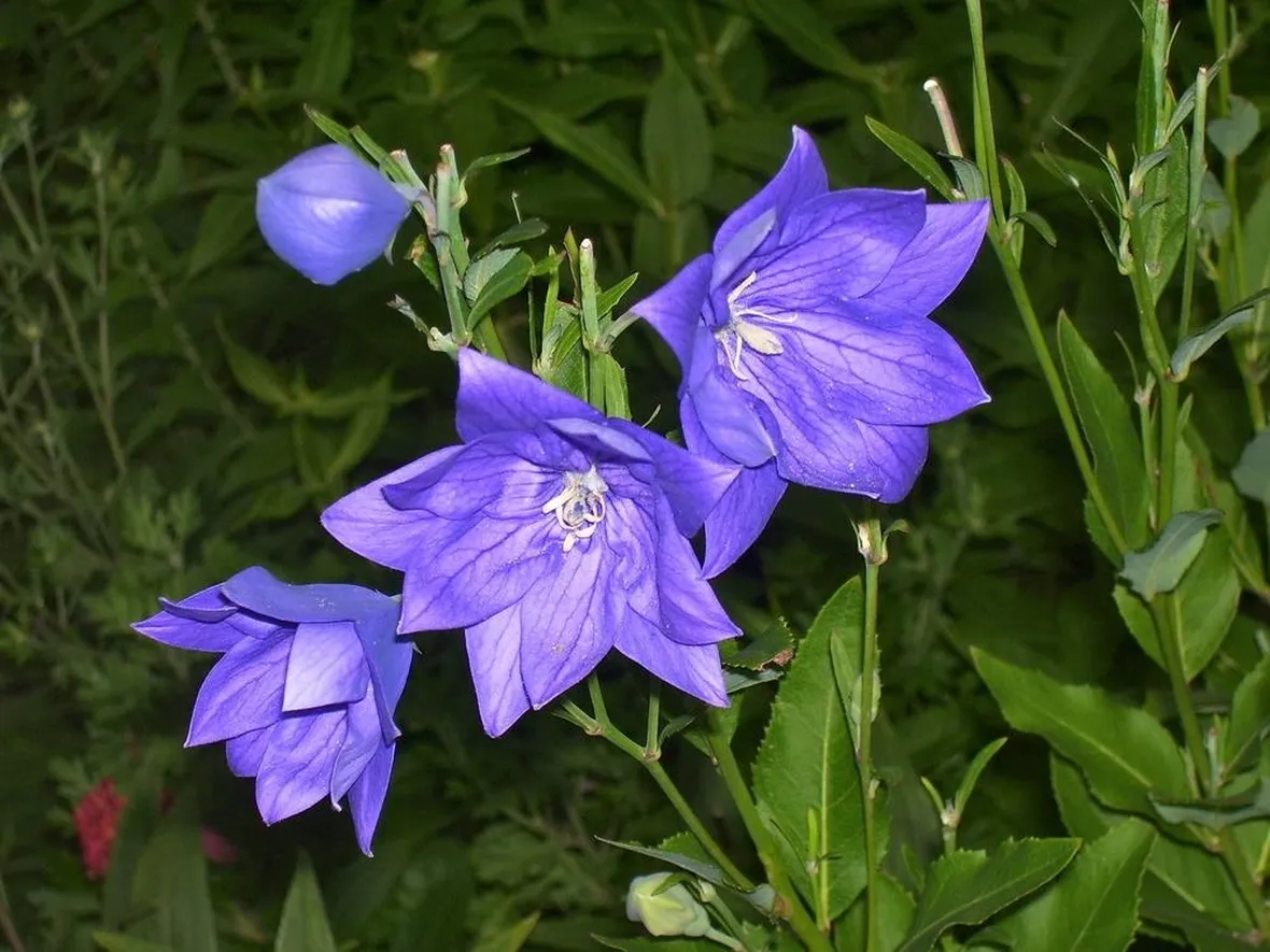 Fiori platycodon