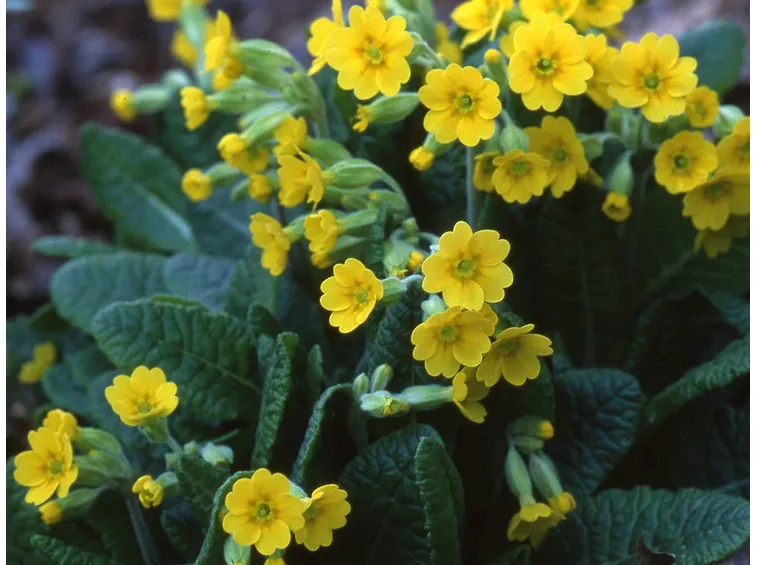 primula veris