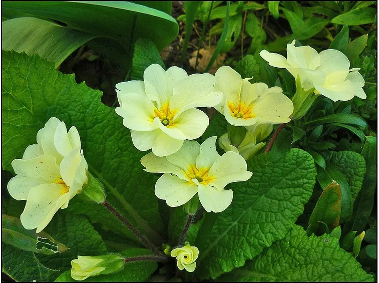 Primula bianca