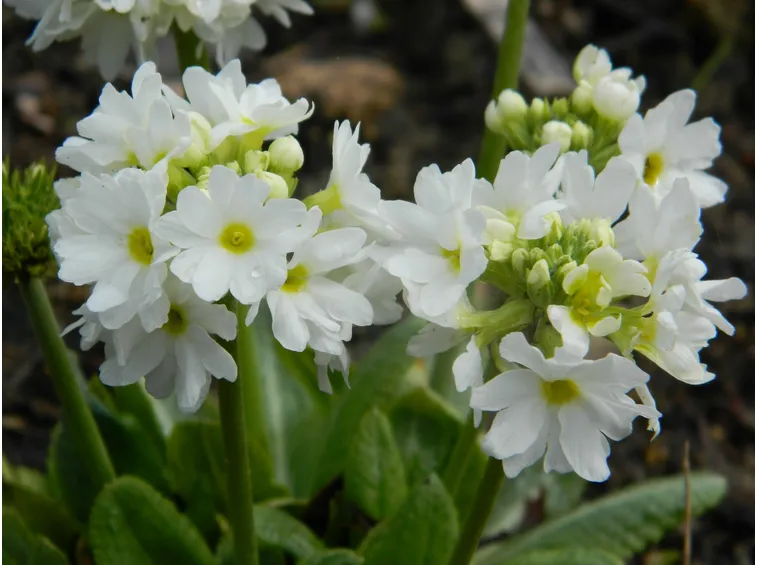 primula denticulata