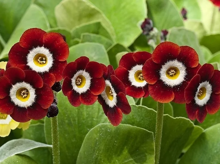 primula