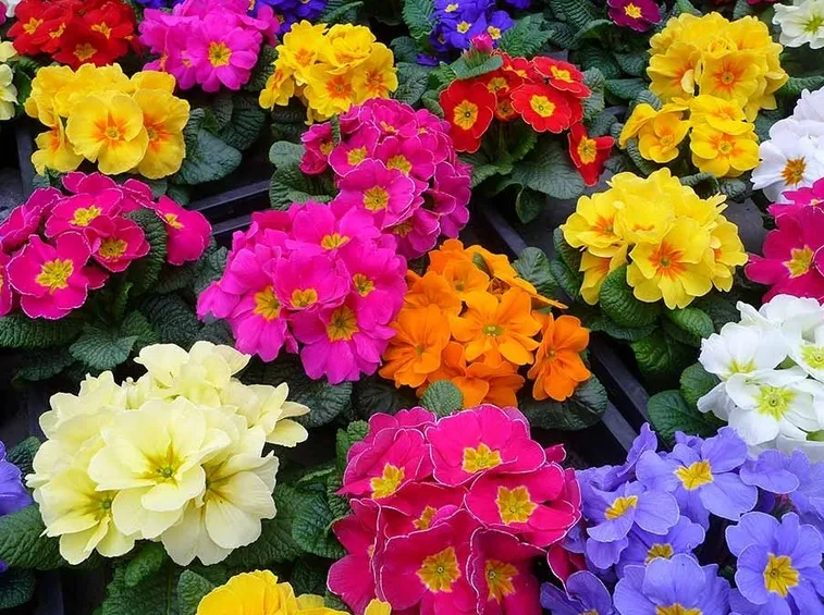 primule colori
