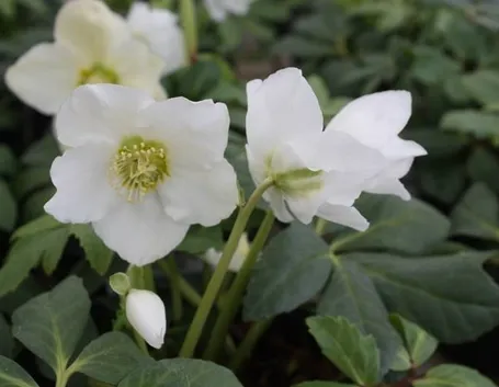 Esemplare di rosa di Natale dai fiori bianchi
