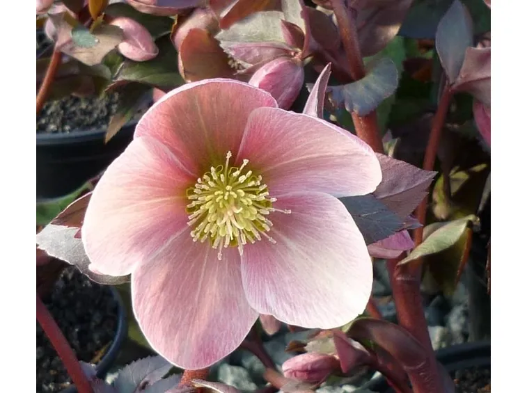 Rosa di Natale dai fiori lilla
