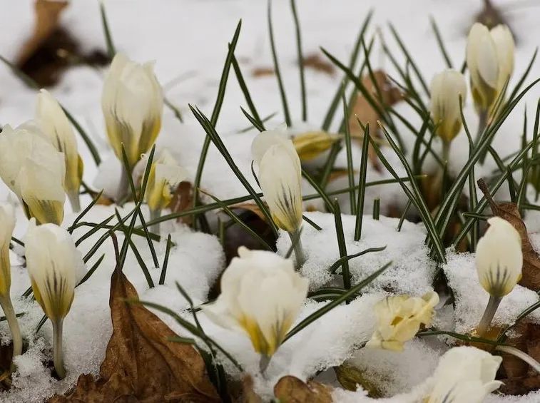 Rosa di Natale sotto la neve