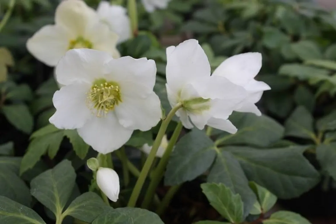 Esemplare di rosa di Natale dai fiori bianchi