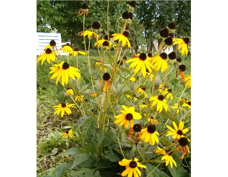 Rudbeckia coltivata in piena terra