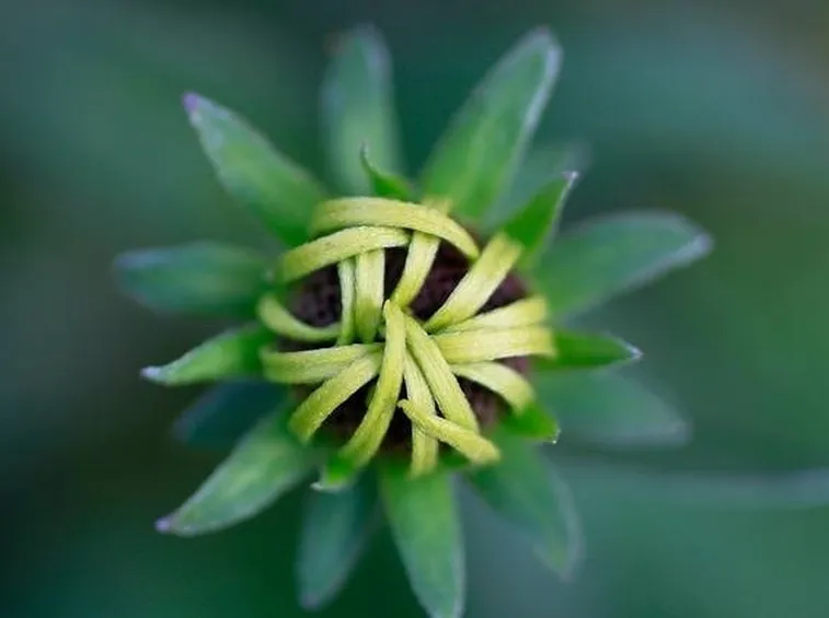 Sviluppo infiorescenza Rudbeckia