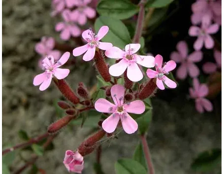 Dettaglio infiorescenze saponaria.