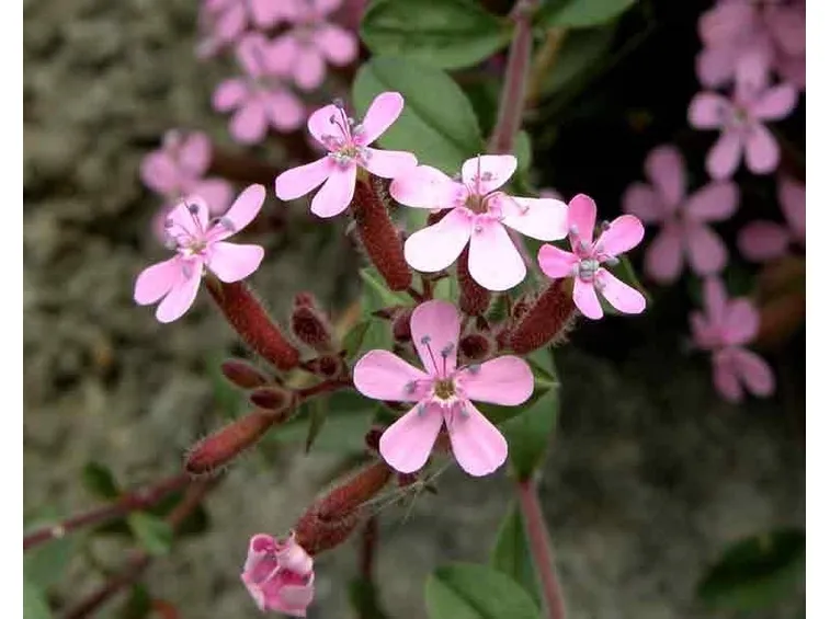 Dettaglio infiorescenze saponaria.