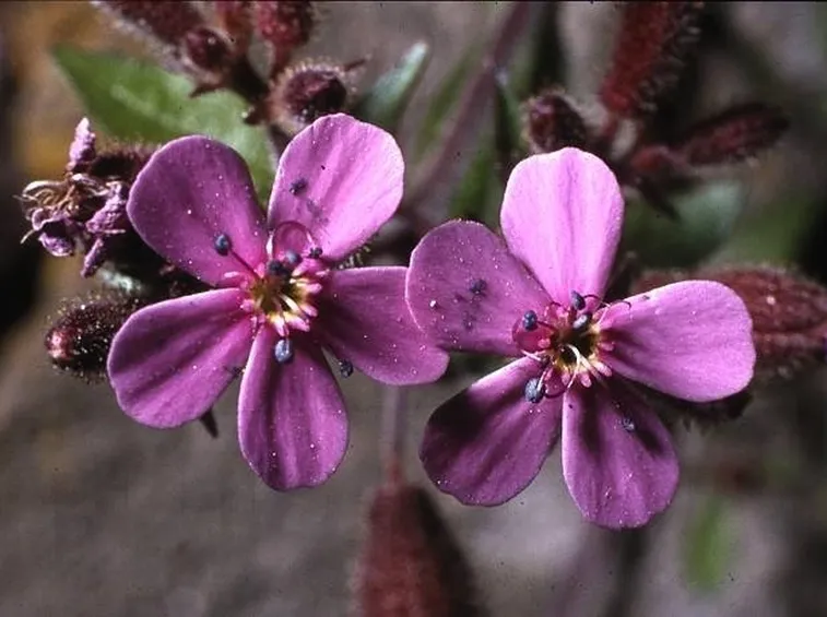 Saponaria con infiorescenze.