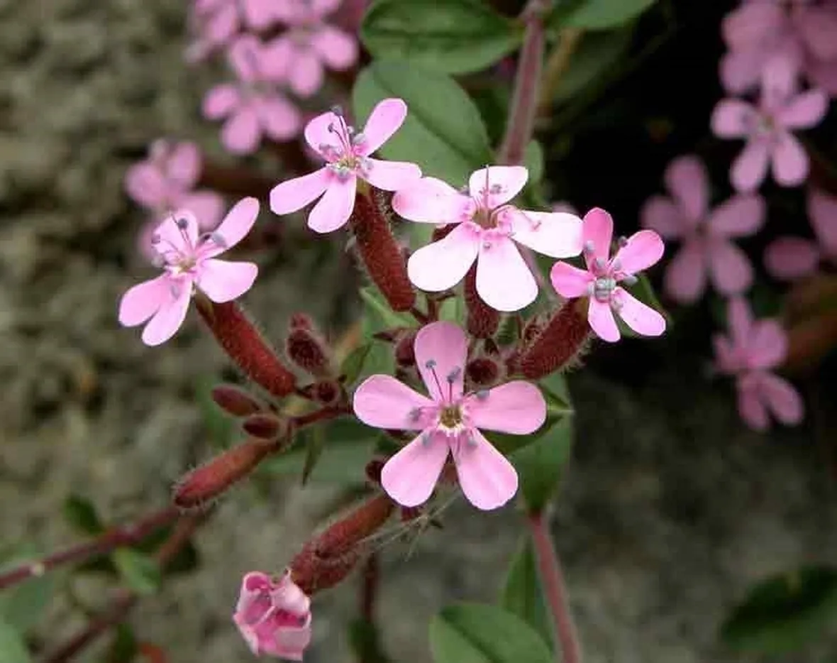 Dettaglio infiorescenze saponaria.