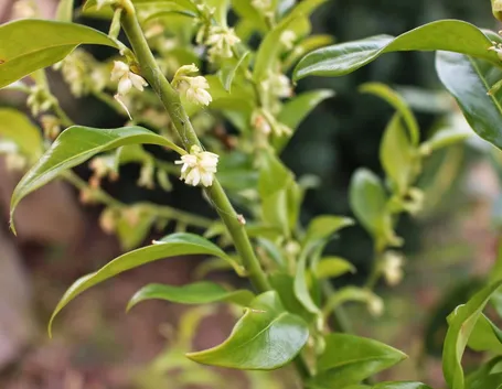 Ramo sarcococca