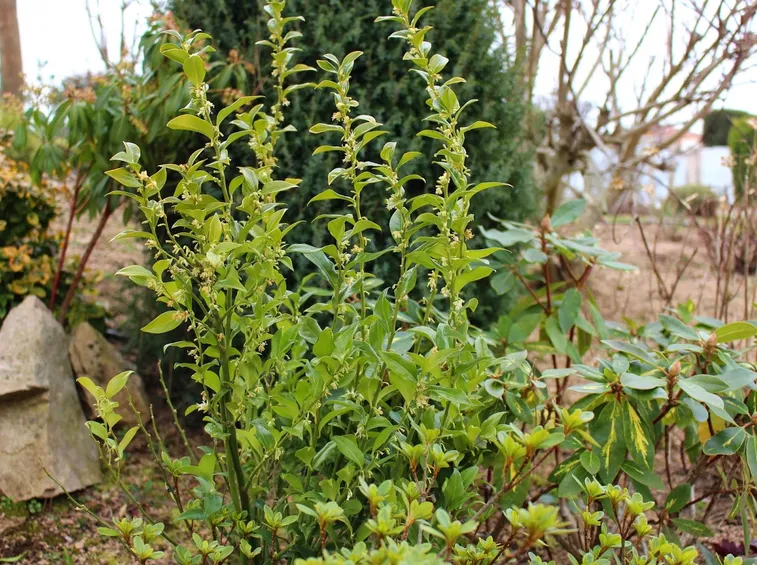 Piante sarcococca