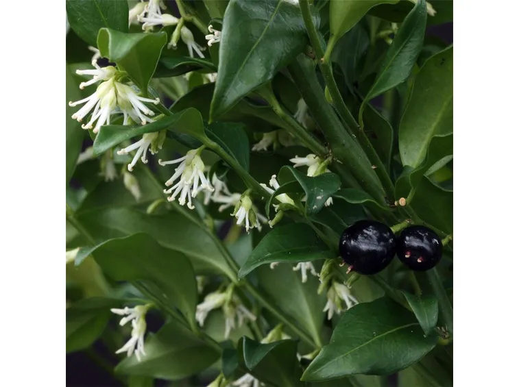 Fiori pianta sempreverde