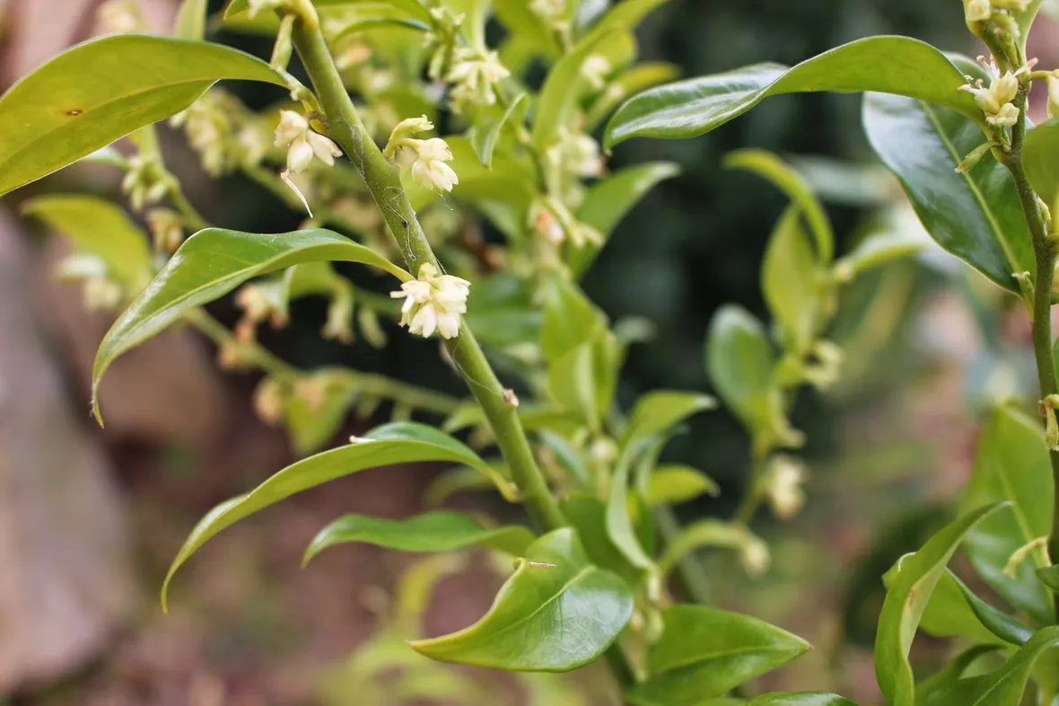 Ramo sarcococca