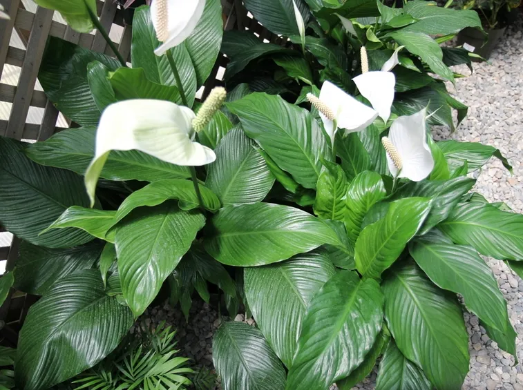 Spatifillo coltivazione giardino