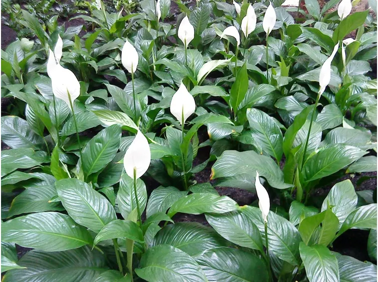 Piante spatafillo