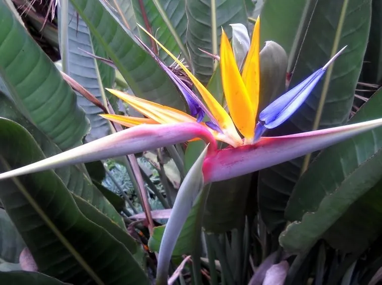 Coltivazione pianta strelitzia