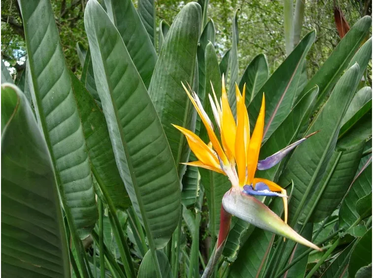 Sterlizia giardino