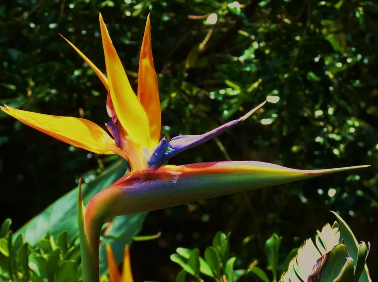 Pianta uccello del paradiso